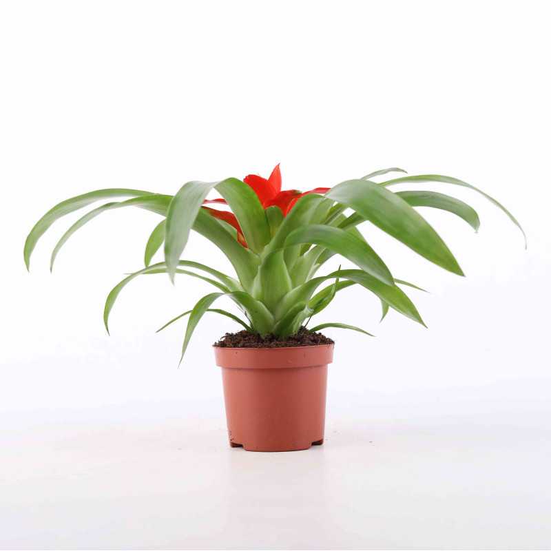 Guzmania 'Tempo' - średnica: 09 cm Guzmania 'Tempo' - średnica: 09 cm