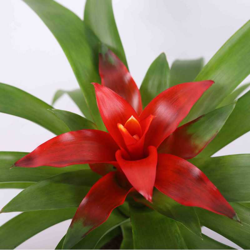 Guzmania 'Tempo' - średnica: 09 cm Guzmania 'Tempo' - średnica: 09 cm