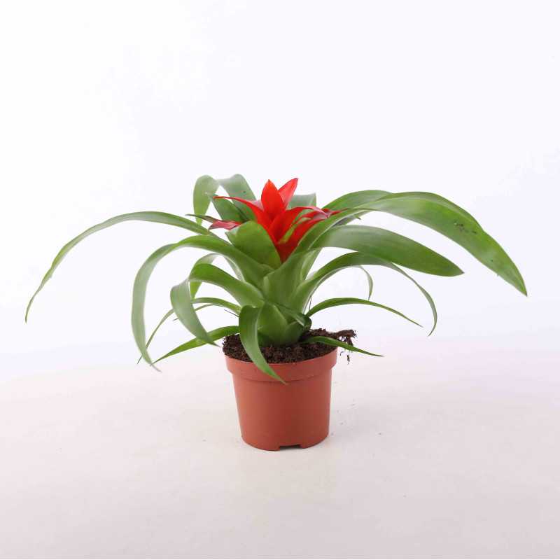 Guzmania 'Tempo' - średnica: 09 cm Guzmania 'Tempo' - średnica: 09 cm