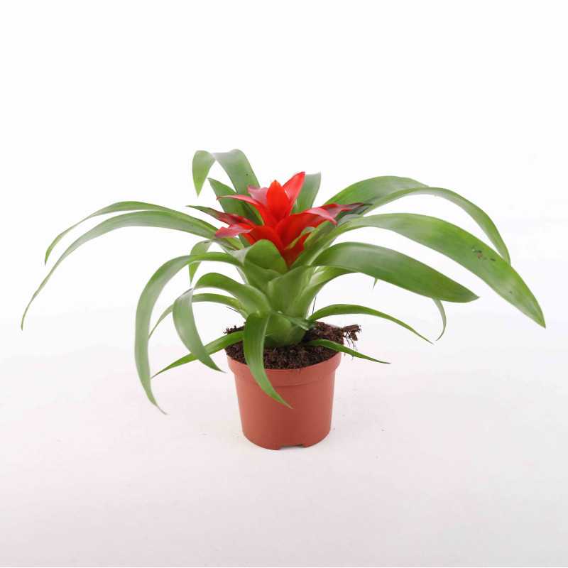 Guzmania 'Tempo' - średnica: 09 cm Guzmania 'Tempo' - średnica: 09 cm