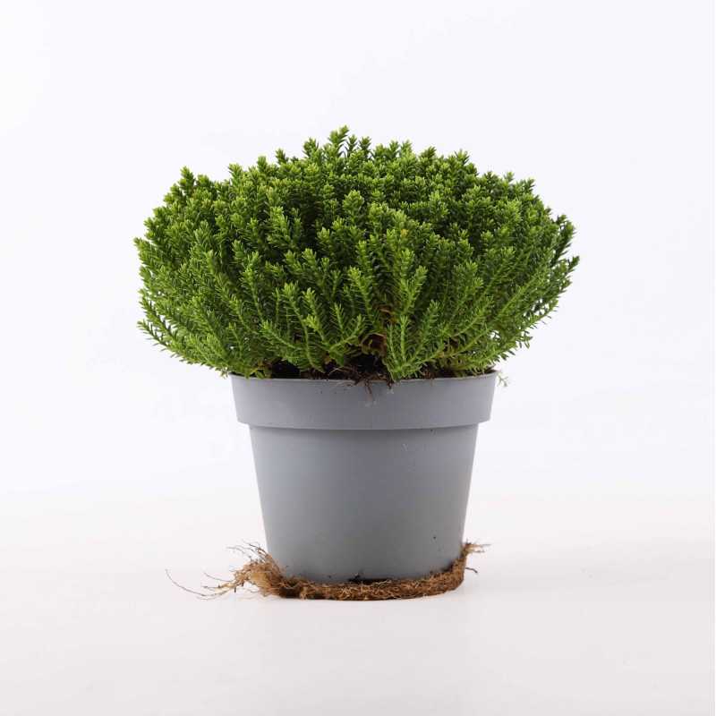 Hebe Green Globe - średnica: 11 cm