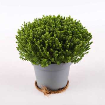 Hebe Green Globe - średnica: 11 cm