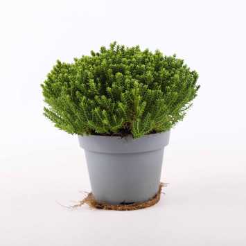 Hebe Green Globe - średnica: 11 cm