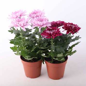 Chryzantema (Chrysanthemum) MIX - śr.donicy: 13 cm