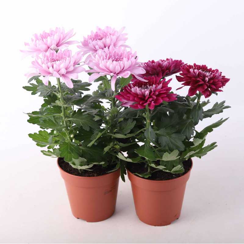 Chryzantema (Chrysanthemum) MIX - śr.donicy: 13 cm