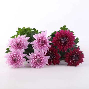 Chryzantema (Chrysanthemum) MIX - śr.donicy: 13 cm