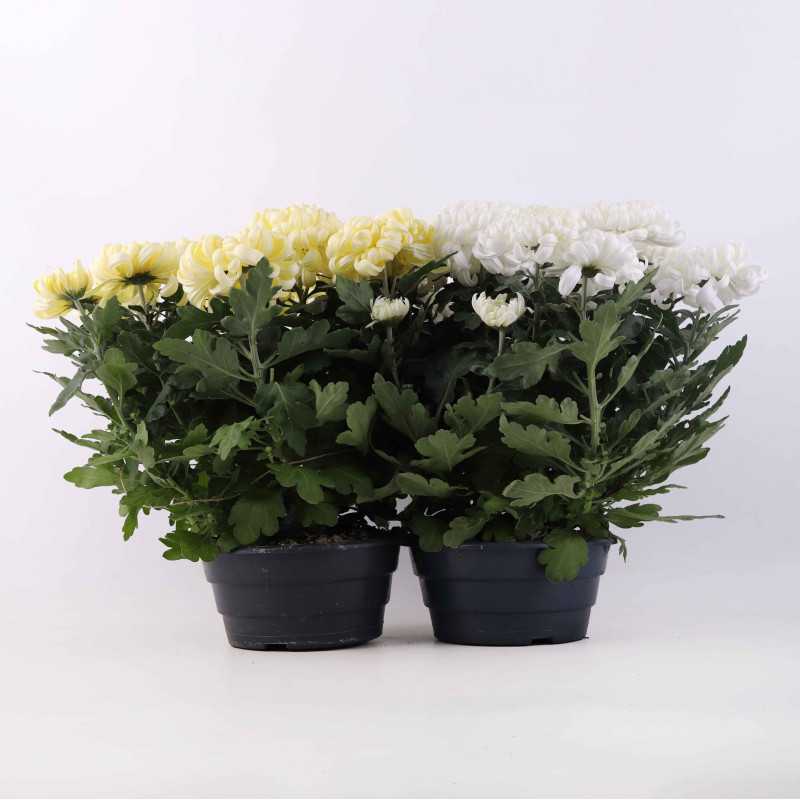 Chryzantema "baran" - śr. donicy 21 cm Chryzantema "baran" - śr. donicy 21 cm