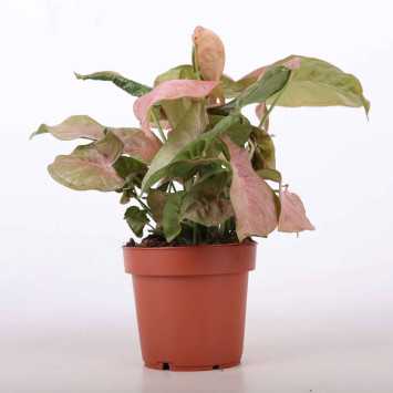 Syngonium - średnica: 12 cm