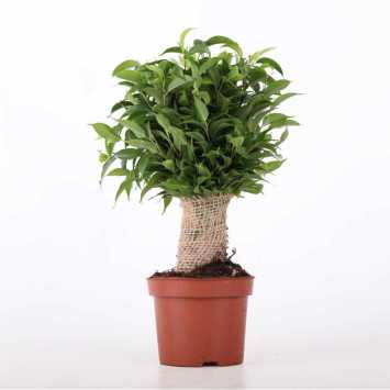 Fikus benjamina (Ficus benjamina) - śr. donicy: 12 cm