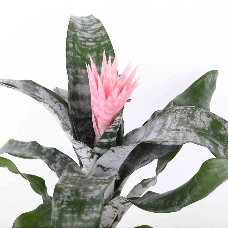 Aechmea fasciata (Echmea wstęgowata)- śr. donicy: 15 cm