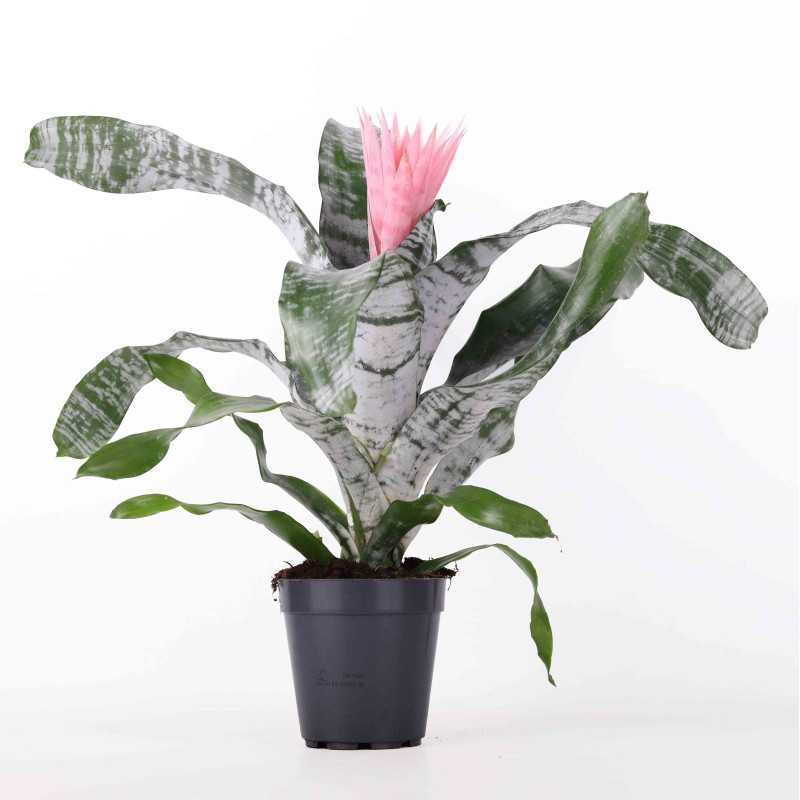 Aechmea fasciata (Echmea wstęgowata)- śr. donicy: 15 cm