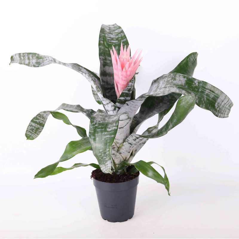 Aechmea fasciata (Echmea wstęgowata)- śr. donicy: 15 cm