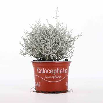 Kalocefalus Browna (Leucophyta brownii) - średnica: 10 cm