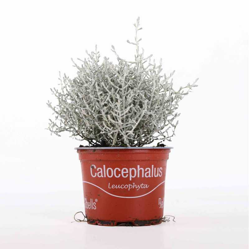 Kalocefalus Browna (Leucophyta brownii) - średnica: 10 cm