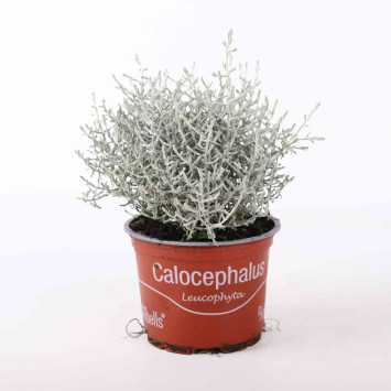 Kalocefalus Browna (Leucophyta brownii) - średnica: 10 cm