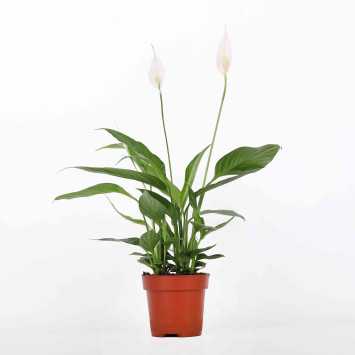 Skrzydłokwiat (Spathiphyllum) - średnica: 12 cm