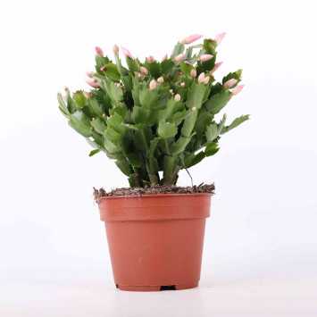 Grudnik (Schlumbergera) - średnica: 17 cm