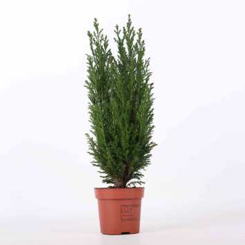 Cyprysik Ellwoodii - średnica: 10 cm