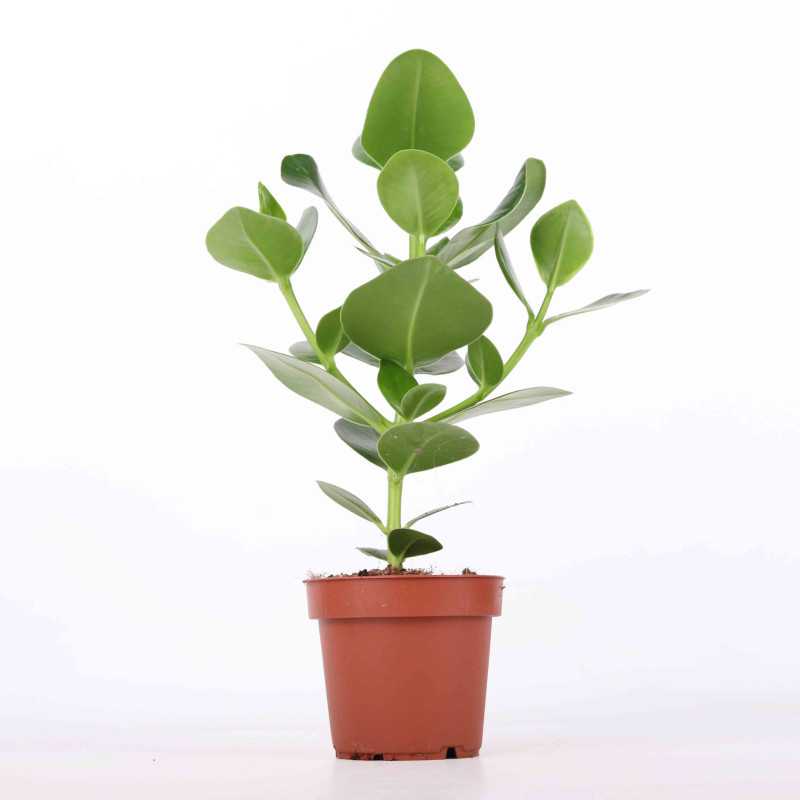 Clusia - śr. donicy: 12 cm 