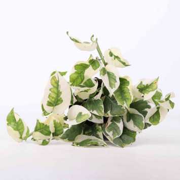 Epipremnum aureum (epipremium N'joy) - 12