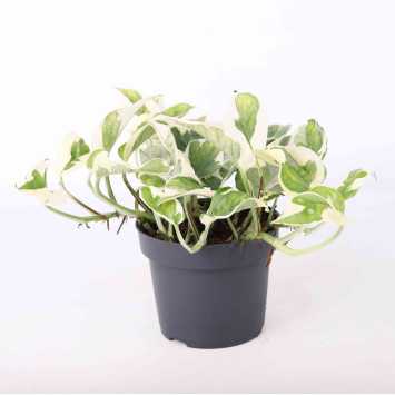 Epipremnum aureum (epipremium N'joy) - 12