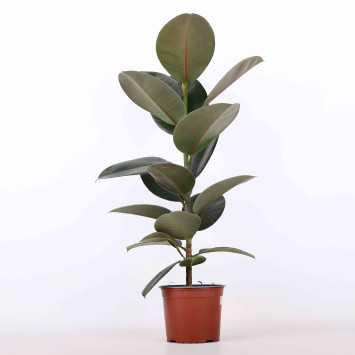 Figowiec sprężysty (Ficus elastica) - 17 cm