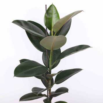 Figowiec sprężysty (Ficus elastica) - 17 cm