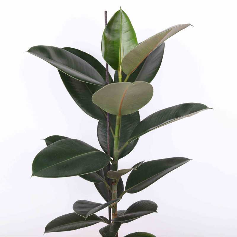 Figowiec sprężysty (Ficus elastica) - 17 cm