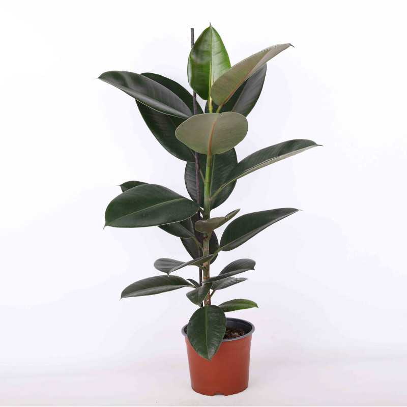 Figowiec sprężysty (Ficus elastica) - 17 cm