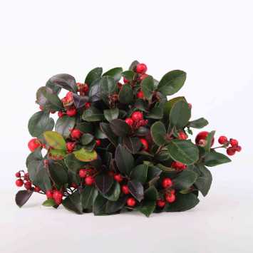 Golteria rozesłana (Gaultheria procumbens)