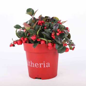 Golteria rozesłana (Gaultheria procumbens)