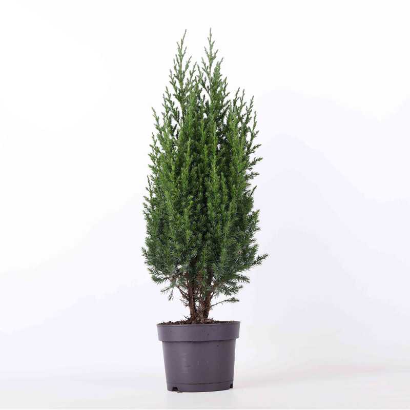 Juniperus - 13 cm