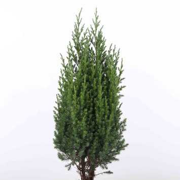 Juniperus - 13 cm