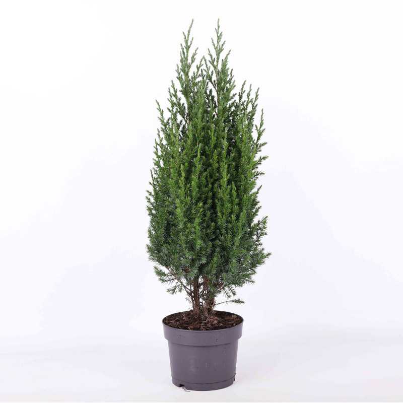 Juniperus - 13 cm