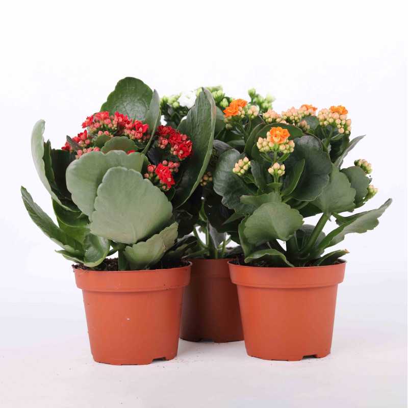 Żyworódka (kalanchoe) - 12 cm 