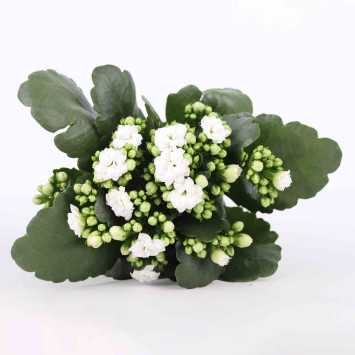 Żyworódka (kalanchoe) - 12 cm 