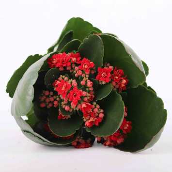 Żyworódka (kalanchoe) - 12 cm 