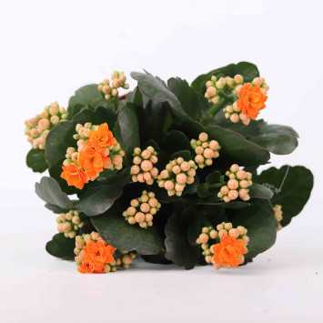 Żyworódka (kalanchoe) - 12 cm 