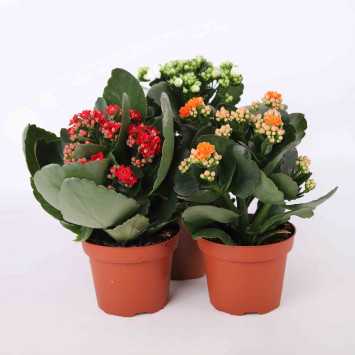 Żyworódka (kalanchoe) - 12 cm 