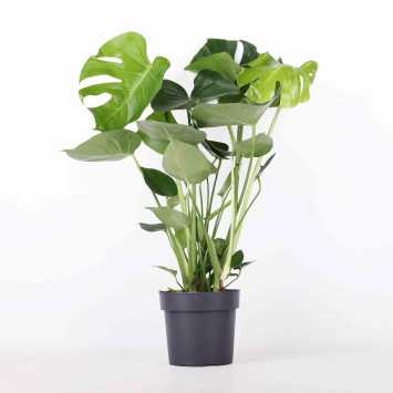 Monstera Deliciosa (Monstera dziurawa) - 19 cm