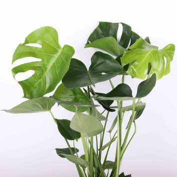 Monstera Deliciosa (Monstera dziurawa) - 19 cm