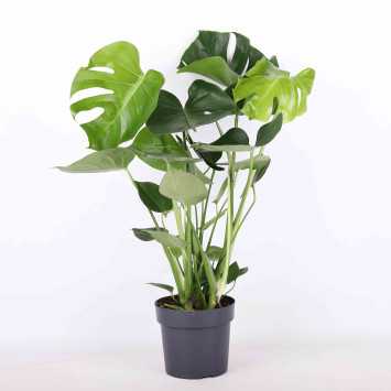 Monstera Deliciosa (Monstera dziurawa) - 19 cm