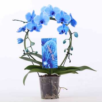Phalaenopsis niebieski - 73 CM