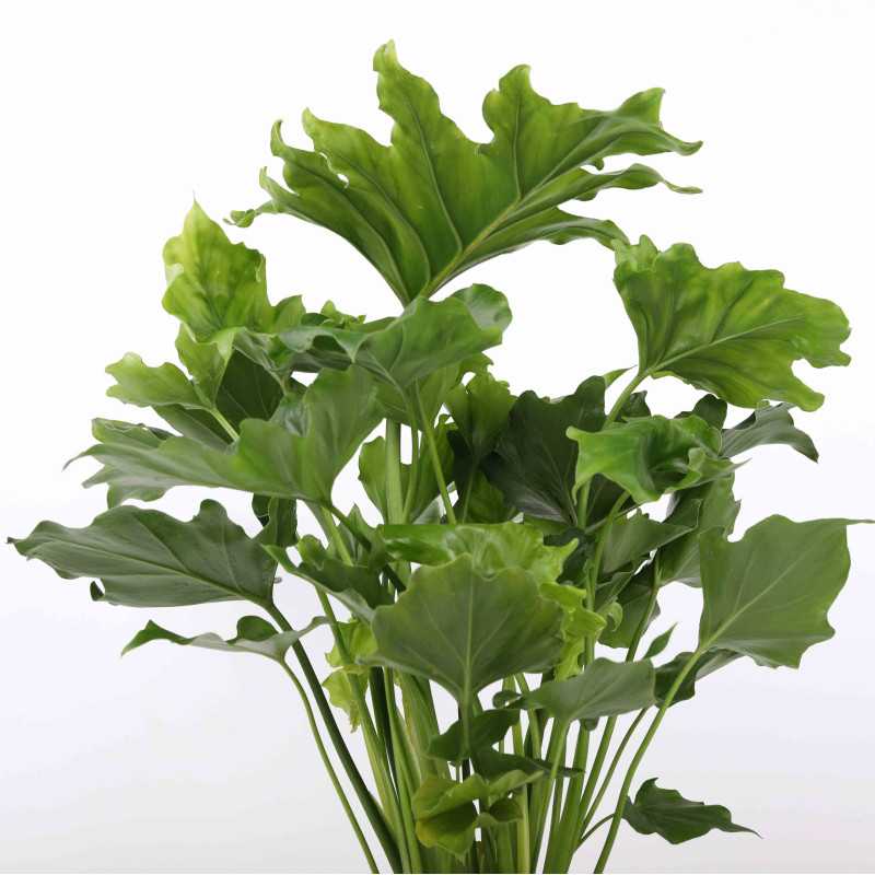Filodendron selloum Hope (Philodendron bipinnatifidum Schott) Filodendron selloum Hope (Philodendron bipinnatifidum Schott)