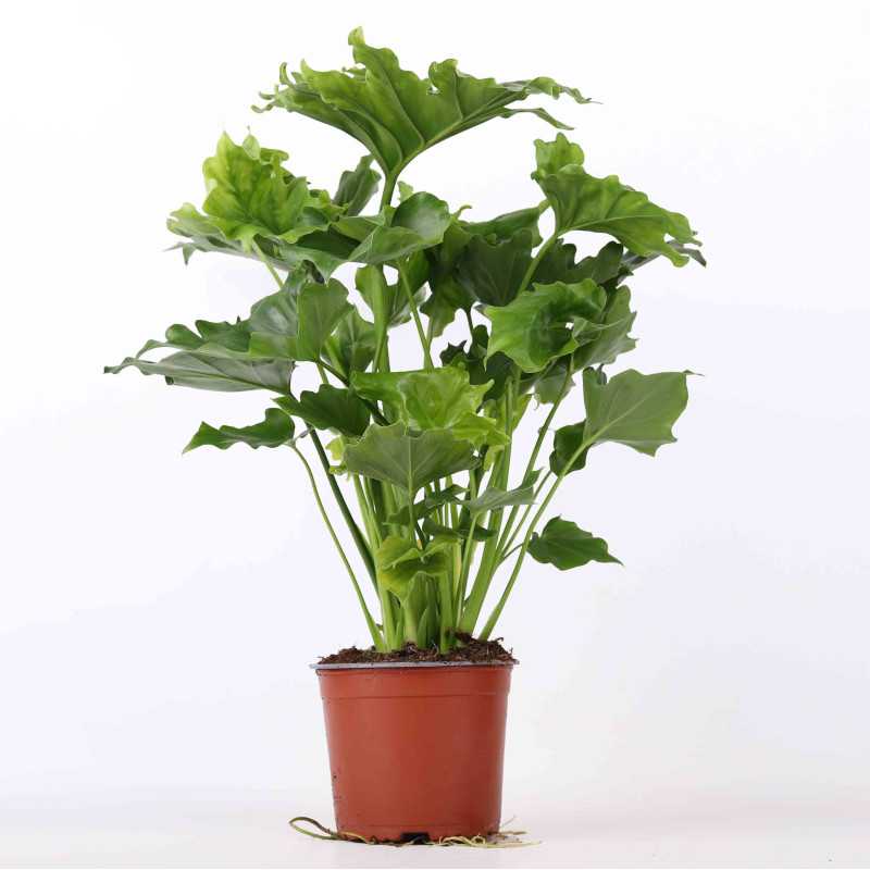 Filodendron selloum Hope (Philodendron bipinnatifidum Schott) Filodendron selloum Hope (Philodendron bipinnatifidum Schott)