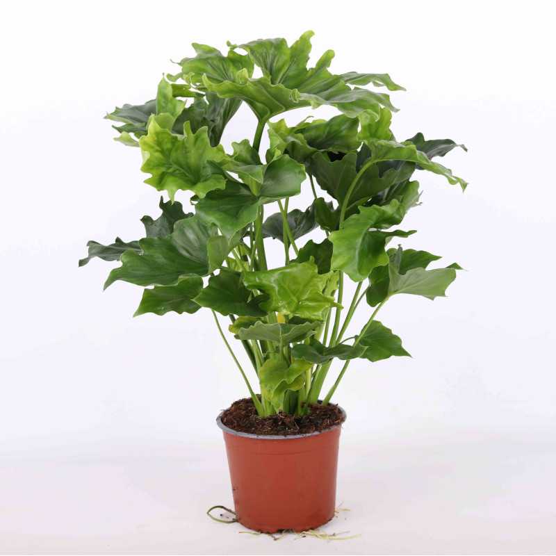 Filodendron selloum Hope (Philodendron bipinnatifidum Schott) Filodendron selloum Hope (Philodendron bipinnatifidum Schott)