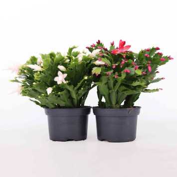 Grudnik Schlumbergera - 17 cm