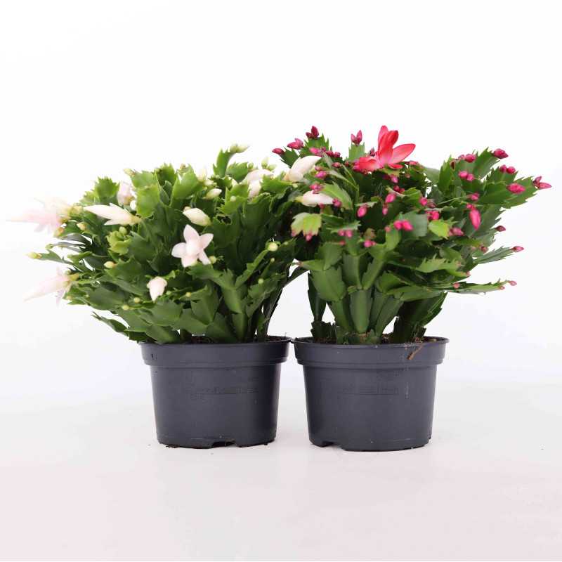Grudnik Schlumbergera - 17 cm