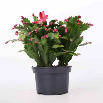 Grudnik Schlumbergera - 17 cm