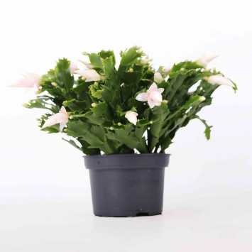 Grudnik Schlumbergera - 17 cm